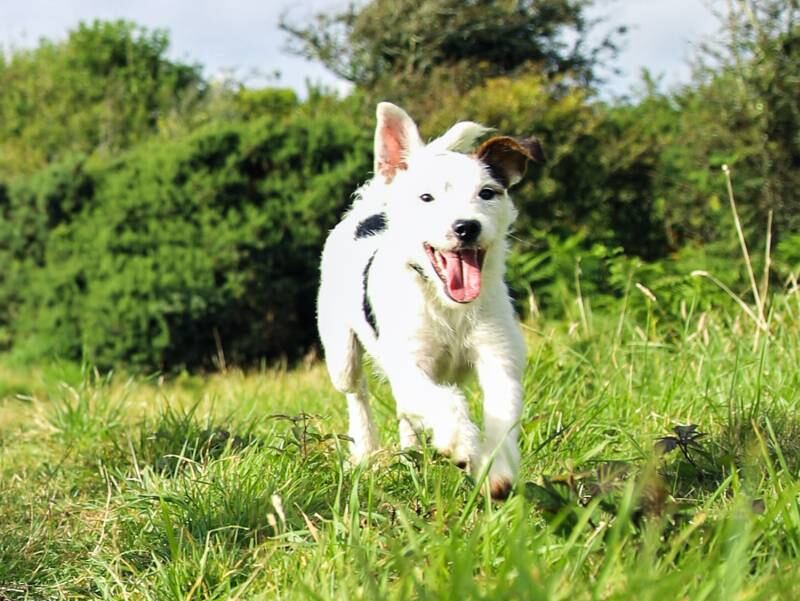 Fröhlicher weißer Hund auf einer Wiese